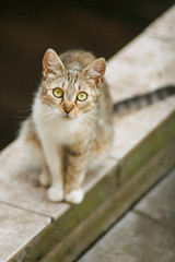 Obraz premium Cute domestic tabby cat staring at camera. Shallow DOF!