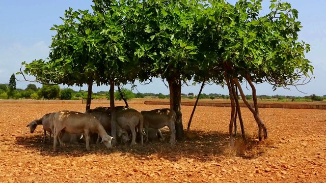 Flock of sheep under a fig tree shadow in formentera