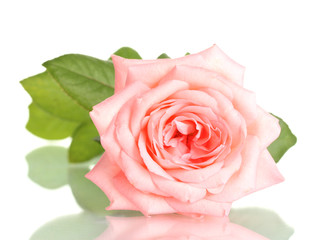 Pink rose isolated on white.