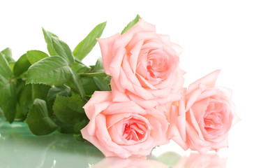 Pink roses isolated on white.