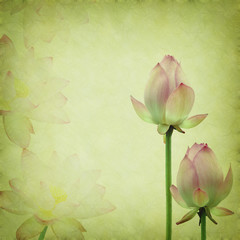 pink lotus on the old grunge paper background