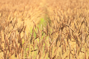 Fields of wheat