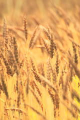 Fields of wheat