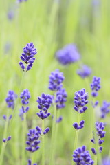 Closeup of lavender flowers