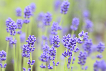 Fototapeta premium Closeup of lavender flowers