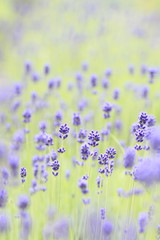 Naklejka premium Closeup of lavender flowers