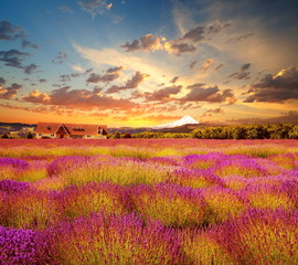 Fototapeta na wymiar Stock Photo: Beautiful Lawendowe pole w czasie zachodu słońca