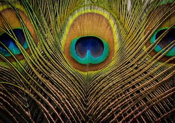 Naklejka premium Peacock feathers background