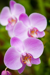 Fototapeta na wymiar Flowering orchids