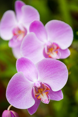 Flowering orchids