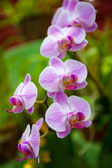 Flowering orchids