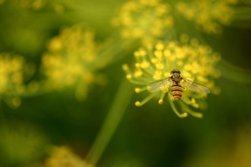 Fly