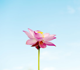 single lotus
