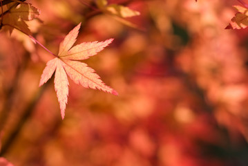 イロハカエデの紅葉