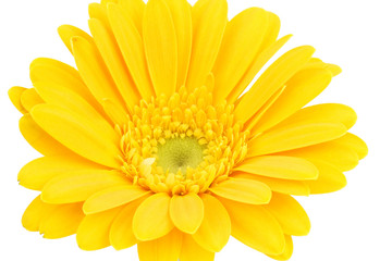 yellow gerbera daisy