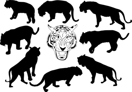 set of isolated tiger silhouettes
