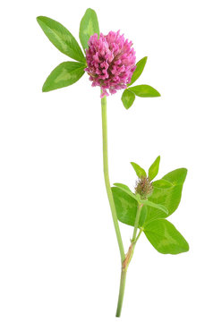 Pink clover flower