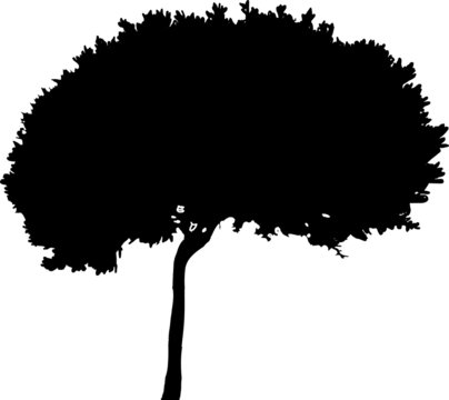 smallisolated broad-leaved tree silhouette