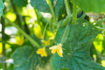 実り初めのきゅうり