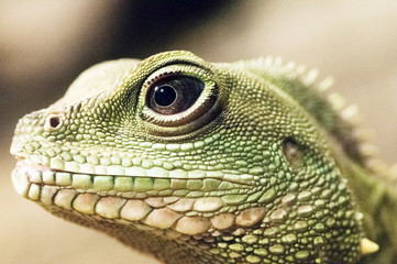 Lizard - eye