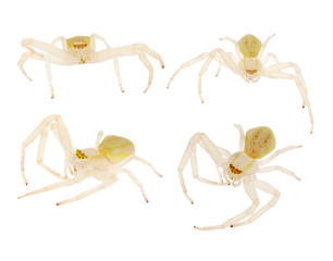 four small isolated light spiders