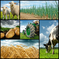 Naklejka premium Agriculture collage