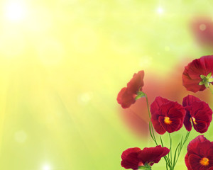 red pansy flowers on bright green background