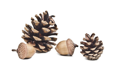 Pine cone and acorns