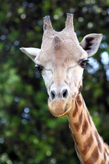 Closeup of a giraffe (Giraffa camelopardalis)
