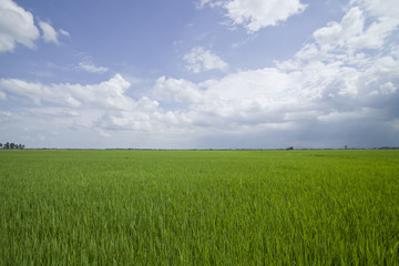 Obraz premium Rice field .