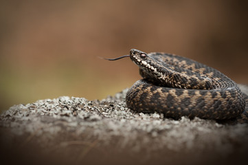 European Adder