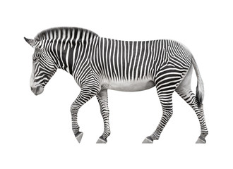 zebra walking on a white background