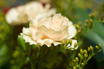 Carnation flower