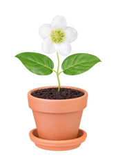Flower with green leaves growing in a pot on a white background