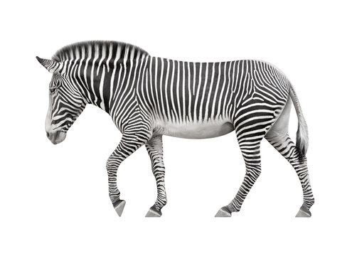 zebra walking on a white background
