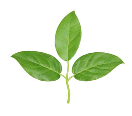 leaves on a white background