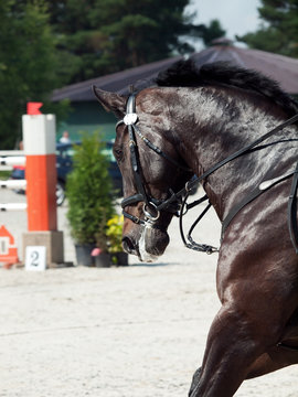 portrait of jumping black horse in move