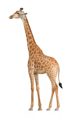 Rolgordijnen Giraf Giraf die op een witte achtergrond loopt