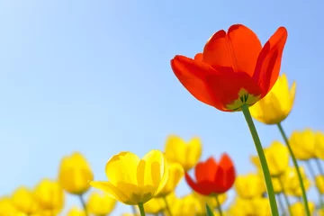 Crédence de cuisine en verre imprimé Tulipe Tulips red and yellow against the blue sky