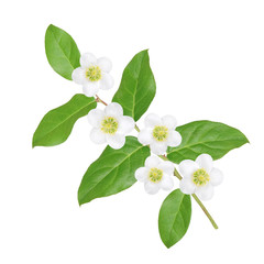 branch with green leaves on a white background