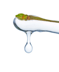 Ice melts on branch tree. Drop of water. Symbol of the springtim