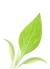 Leaves on a white background