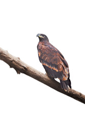 Eagle sitting on a log on a white background