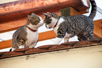 zwei Katzen auf einem Hausdach