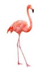 Foto op Canvas Vogel flamingo lopen op een witte achtergrond © ILYA AKINSHIN
