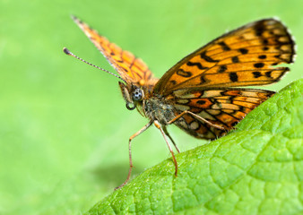 Butterfly sitting on green leaf