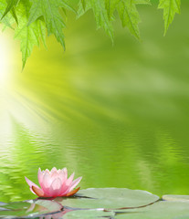 lotus on the water