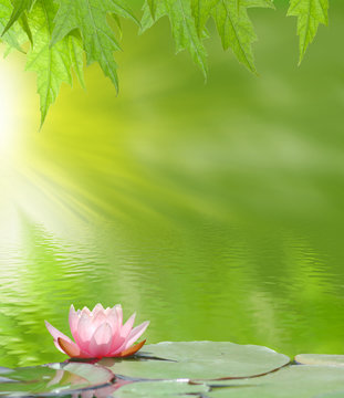 Fototapeta lotus on the water