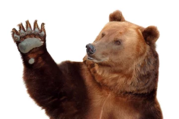 Zelfklevend Fotobehang Bear welcomes you and waving his paw © ILYA AKINSHIN