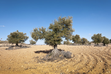 Olive grove. Photo taken in Brea de Tajo, Madrid Province, Spain